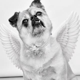Nessie Angel